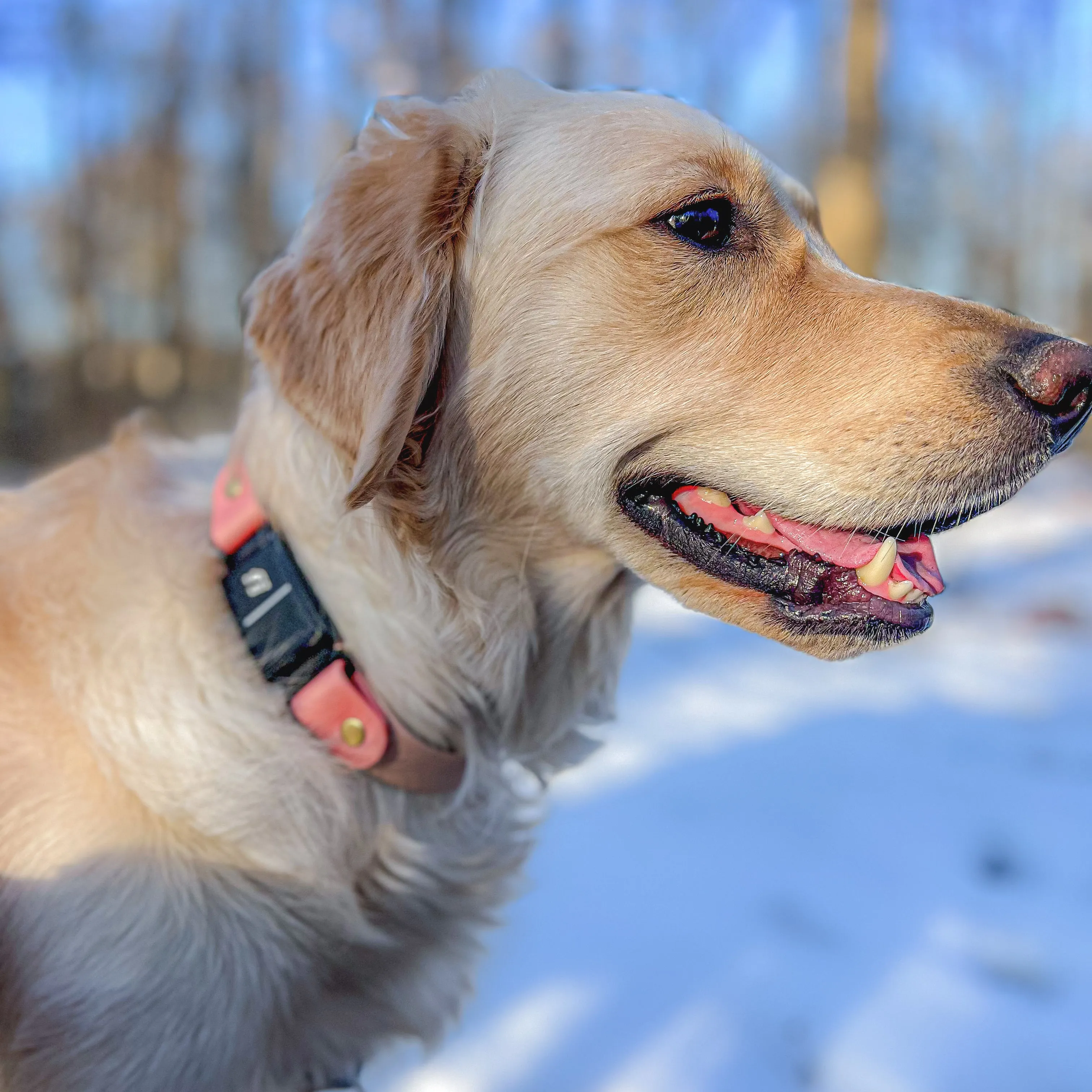 Fi Compatible Waterproof Non-Adjustable Quick Release Collar